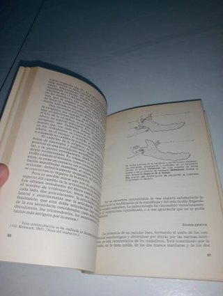 De los primeros vertebrados al hombre