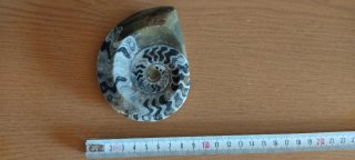 Fósil Ammonite Pulido - Pisapapeles/Decoración