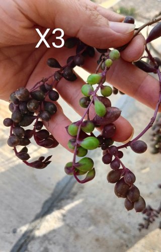 3 Talee Senecio purple flush senza radici