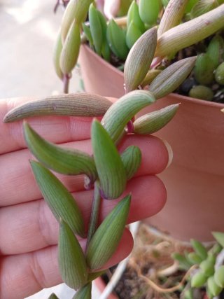 1 lunga talea di senecio a chicchi grandi