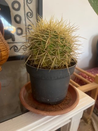 Cactus en maceta negra