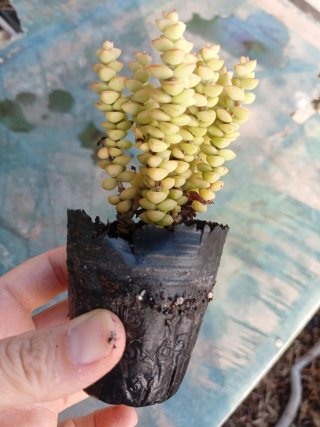 Crassula "baby necklace"