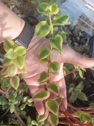 4 talee Crassula sarmentosa Comet senza radici