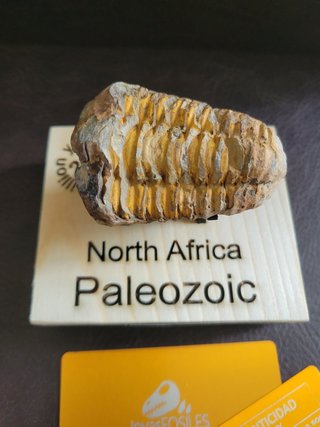 Trilobite Fósil Expositor Coleccionista 9,5€ solo