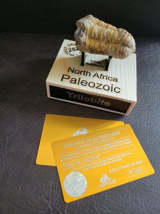 Trilobite Fósil Expositor Coleccionista 9,5€ solo