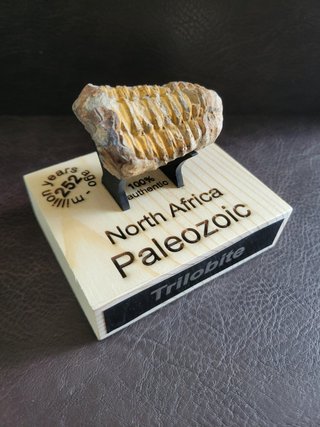 Trilobite Fósil Expositor Coleccionista 9,5€ solo