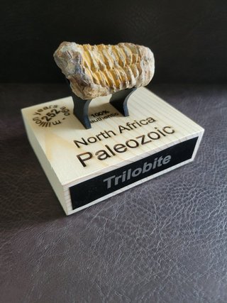 Trilobite Fósil Expositor Coleccionista 9,5€ solo
