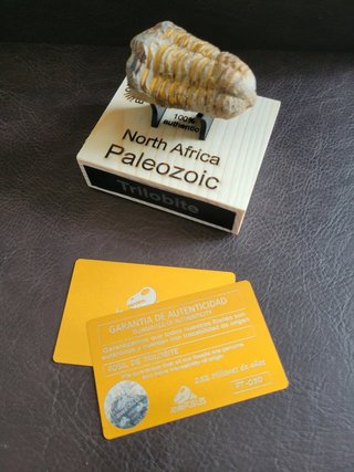 Trilobite Fósil Expositor Coleccionista 9,5€ solo