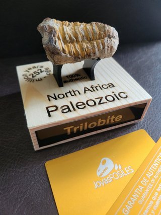 Trilobite Fósil Expositor Coleccionista 9,5€ solo
