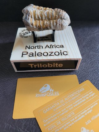 Trilobite Fósil Expositor Coleccionista 9,5€ solo