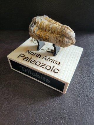 Trilobite Fósil Expositor Coleccionista 9,5€ solo