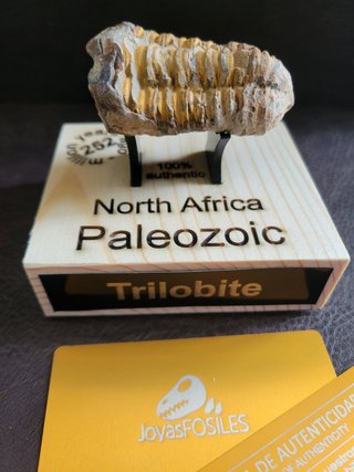 Trilobite Fósil Expositor Coleccionista 9,5€ solo