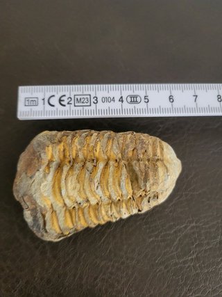 Trilobite Fósil Expositor Coleccionista 9,5€ solo