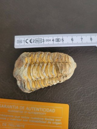 Trilobite Fósil Expositor Coleccionista 9,5€ solo