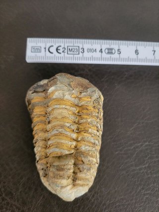 Trilobite Fósil Expositor Coleccionista 9,5€ solo