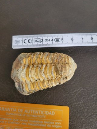 Trilobite Fósil Expositor Coleccionista 9,5€ solo
