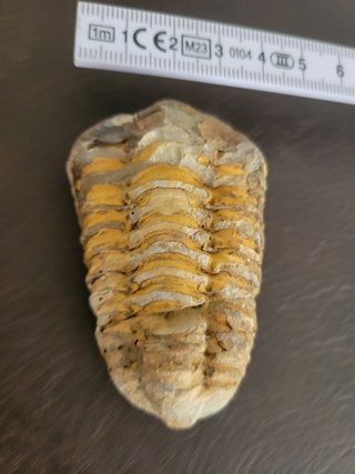 Trilobite Fósil Expositor Coleccionista 9,5€ solo