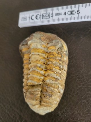 Trilobite Fósil Expositor Coleccionista 9,5€ solo