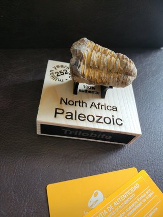 Trilobite Fósil Expositor Coleccionista 9,5€ solo
