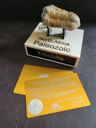 Trilobite Fósil Expositor Coleccionista 9,5€ solo