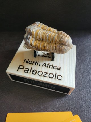 Trilobite Fósil Expositor Coleccionista 9,5€ solo