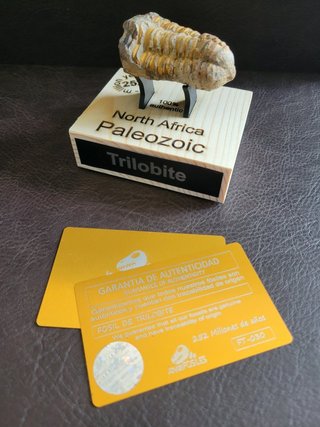 Trilobite Fósil Expositor Coleccionista 9,5€ solo