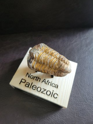 Trilobite Fósil Expositor Coleccionista 9,5€ solo