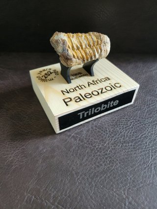 Trilobite Fósil Expositor Coleccionista 9,5€ solo