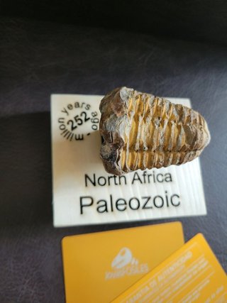 Trilobite Fósil Expositor Coleccionista 9,5€ solo