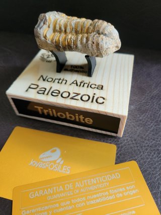 Trilobite Fósil Expositor Coleccionista 9,5€ solo