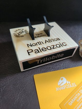 Trilobite Fósil Expositor Coleccionista 9,5€ solo