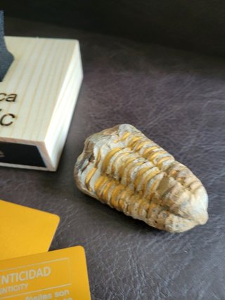 Trilobite Fósil Expositor Coleccionista 9,5€ solo