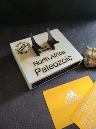 Trilobite Fósil Expositor Coleccionista 9,5€ solo