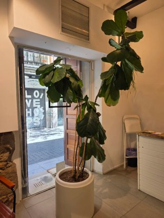 Planta Ficus Grande