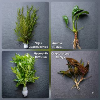 Pack Plantas Aquário Anubia Glabra