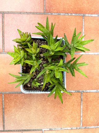 Aloe Juvenna Pianta Succulenta