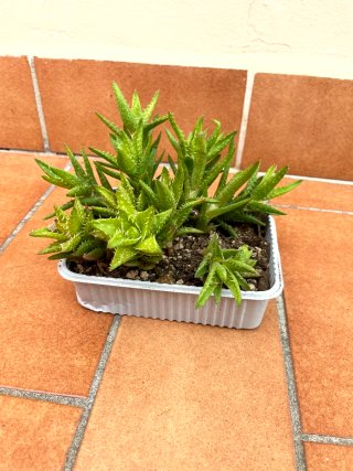 Aloe Juvenna Pianta Succulenta