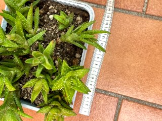 Aloe Juvenna Pianta Succulenta