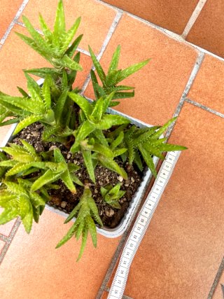 Aloe Juvenna Pianta Succulenta
