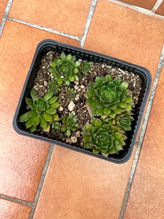 Pianta succulenta in vasetto