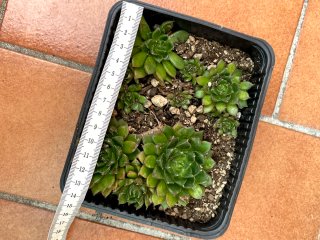 Pianta succulenta in vasetto