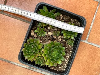 Pianta succulenta in vasetto