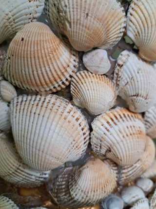 Grotta conchiglie fatta a mano
