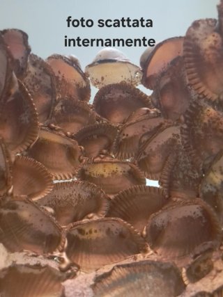 Grotta conchiglie fatta a mano