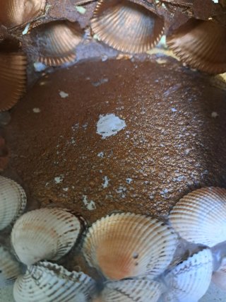 Grotta conchiglie fatta a mano