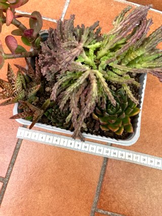 Piante grasse miste in vaso