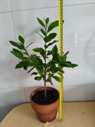 Limonero Eureka 4 estaciones