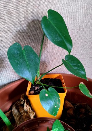 Monstera Deliciosa Joven