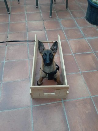 Adiestrador Canino Profesional.