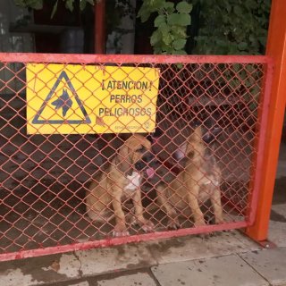 Adiestrador Canino Profesional.